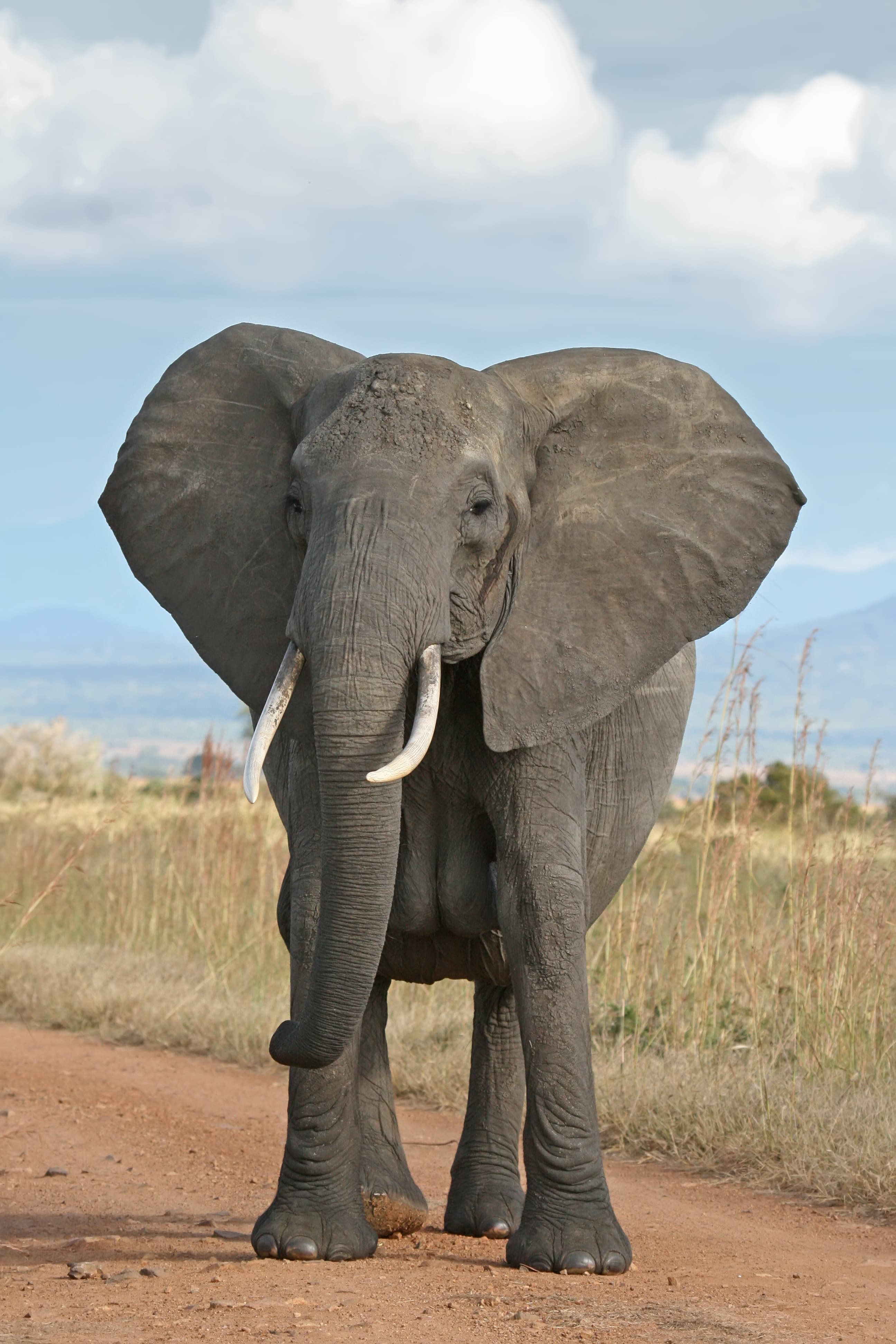 African bush elephant walking through dry grassland