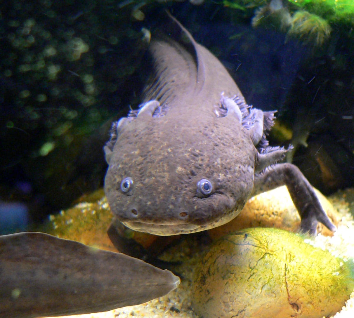 Axolotl at the Steinhart Aquarium in San Francisco