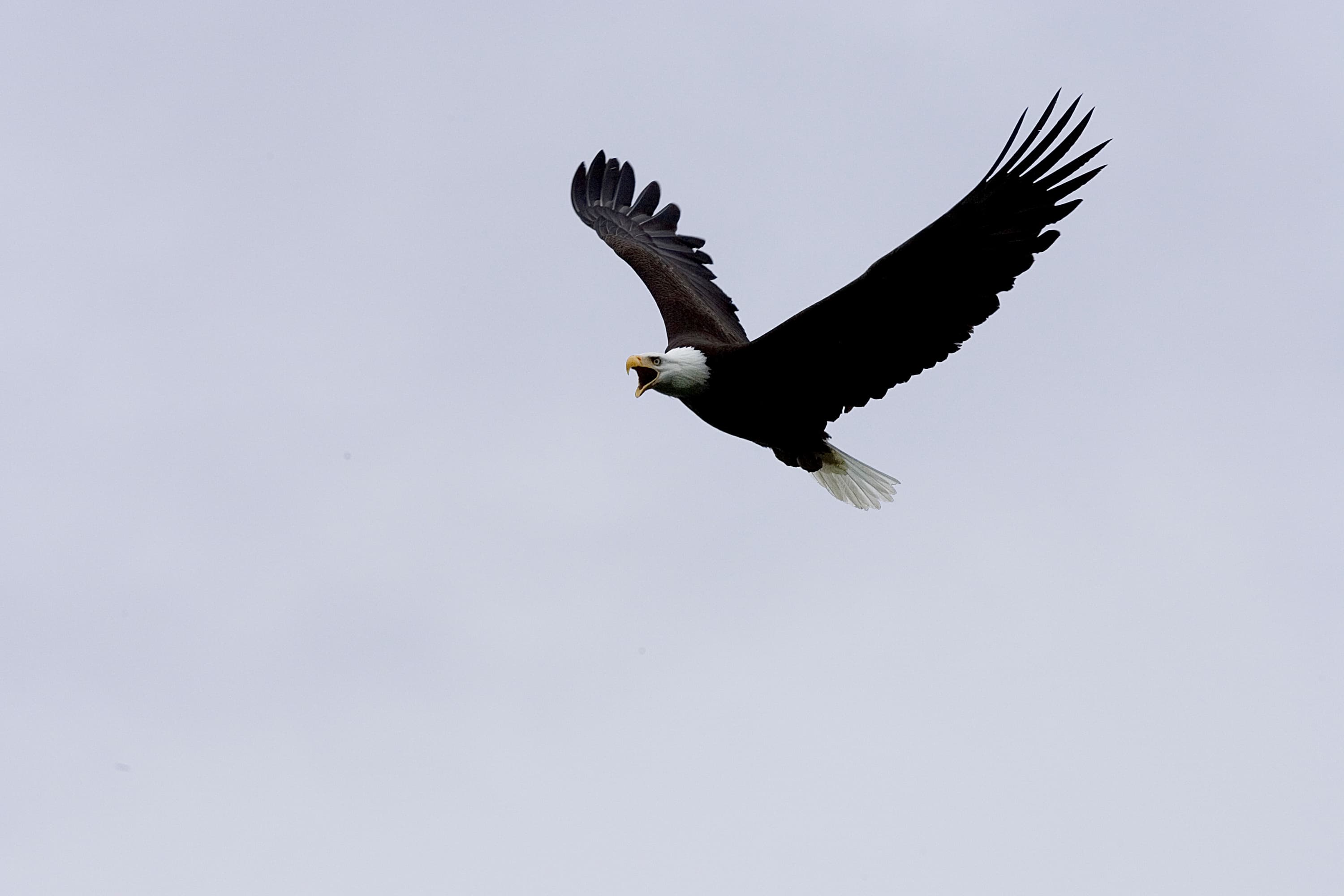 Bald eagle in flight