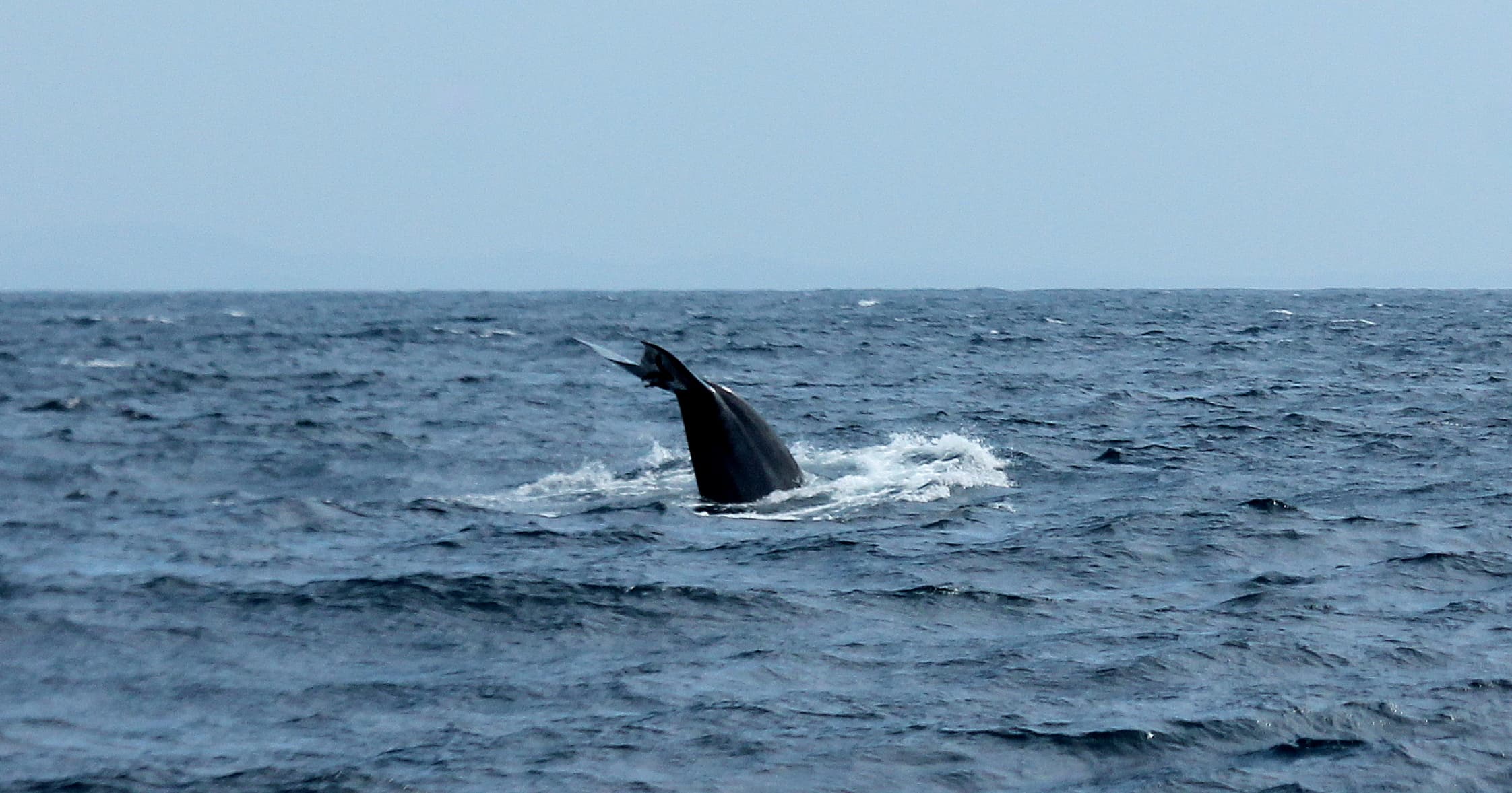 Blue whale tail fluke above the Indian Ocean near Sri Lanka
