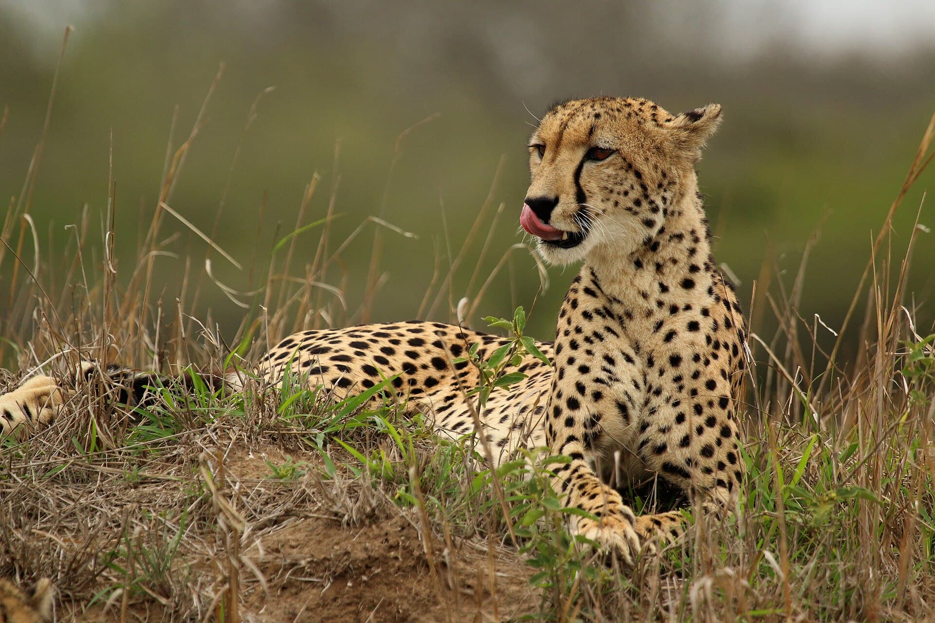 Female cheetah lying in grass at Phinda Private Game Reserve