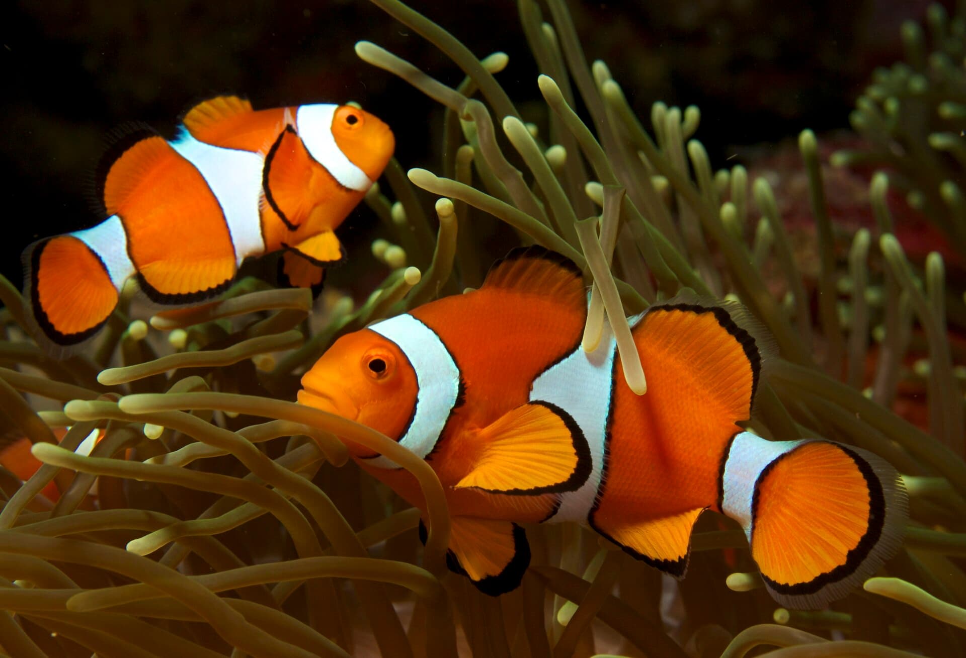 Ocellaris clownfish among anemone tentacles