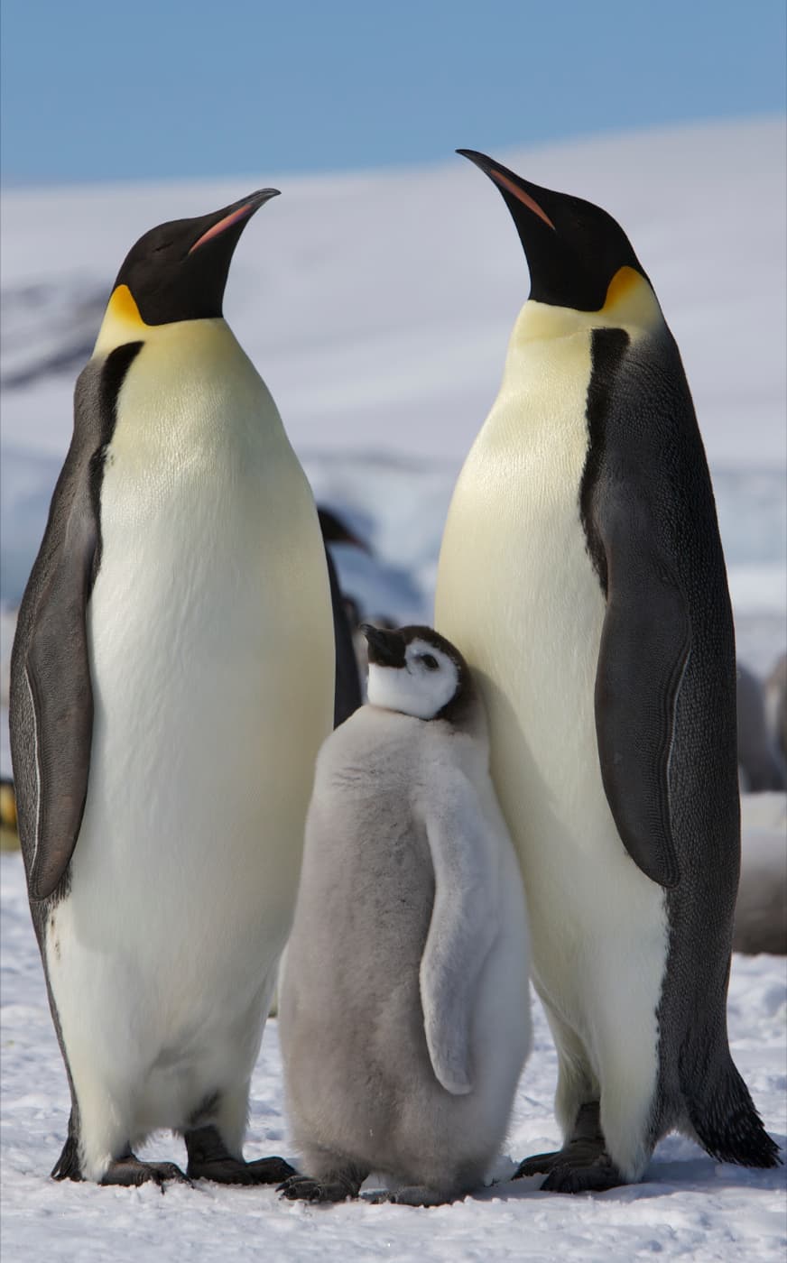 Two adult emperor penguins with a juvenile on Snow Hill Island, Antarctica