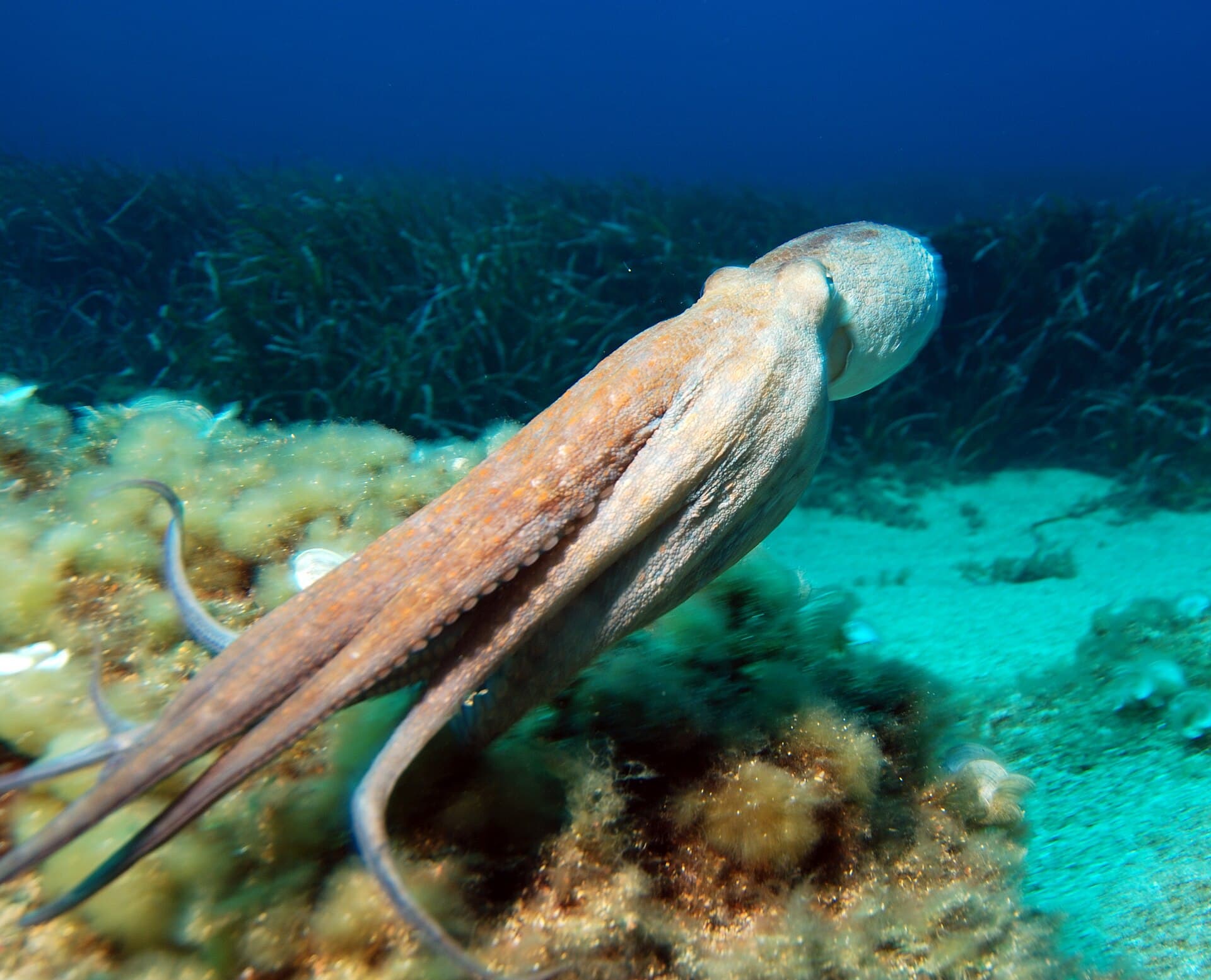 Octopus among rocks (aquarium photograph used as a cephalopod visual reference)