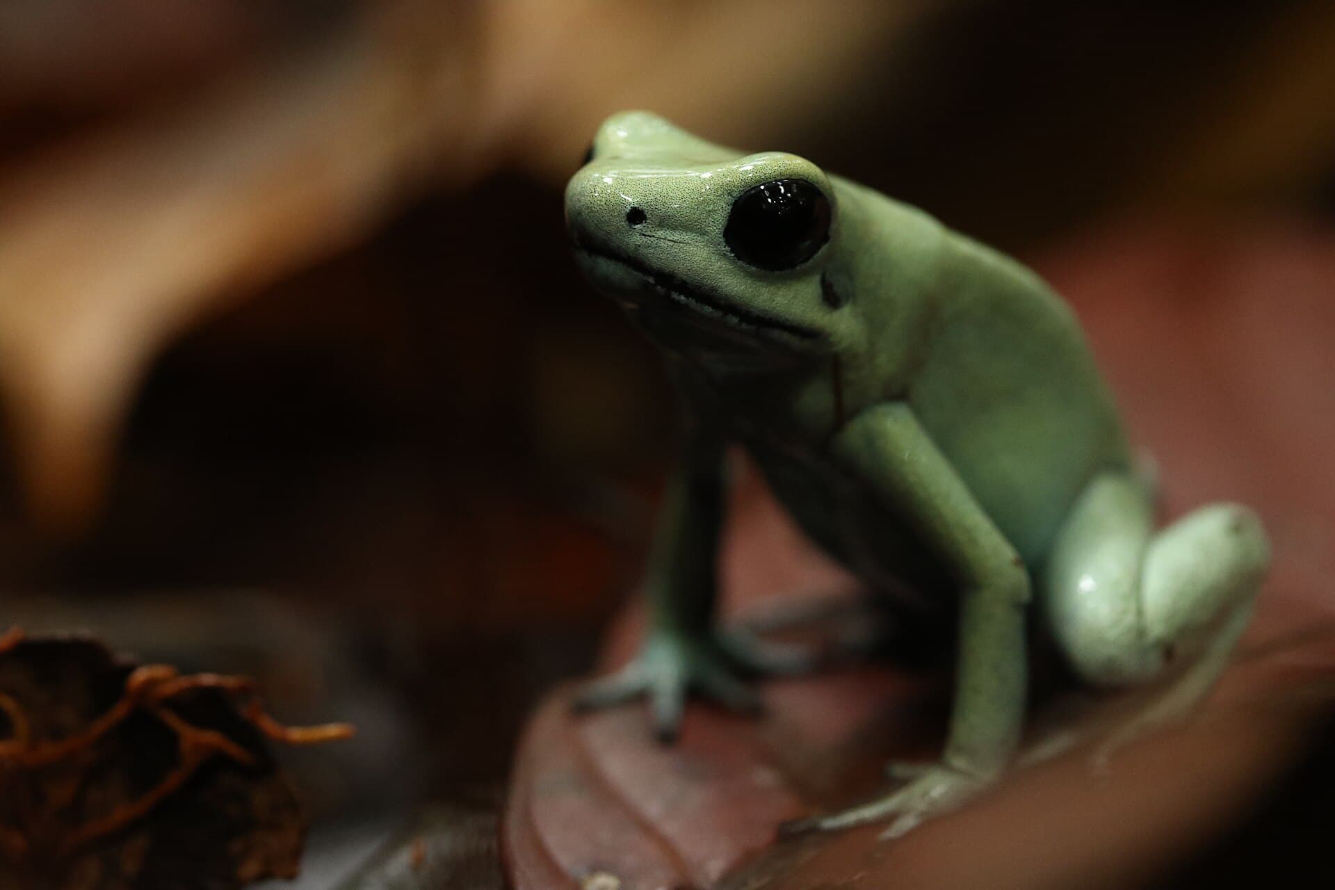 Golden poison frog on a leaf