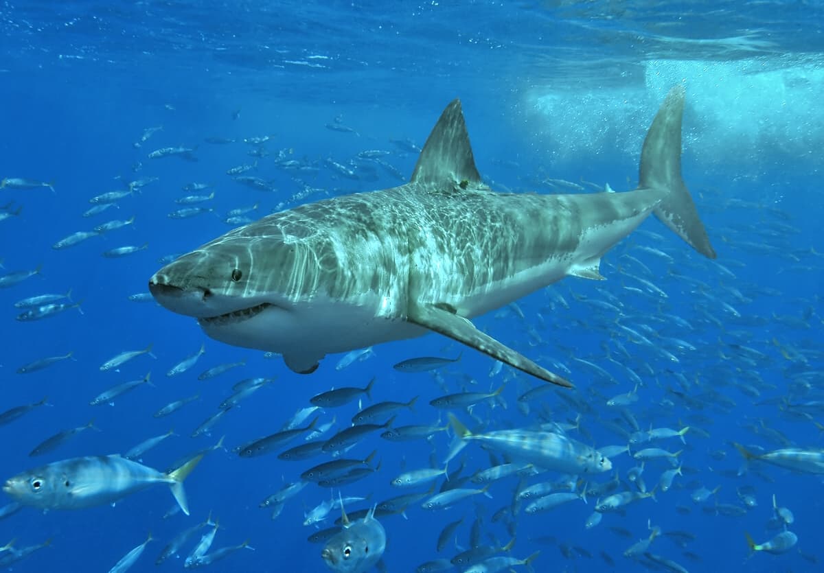 Great white shark swimming near the surface