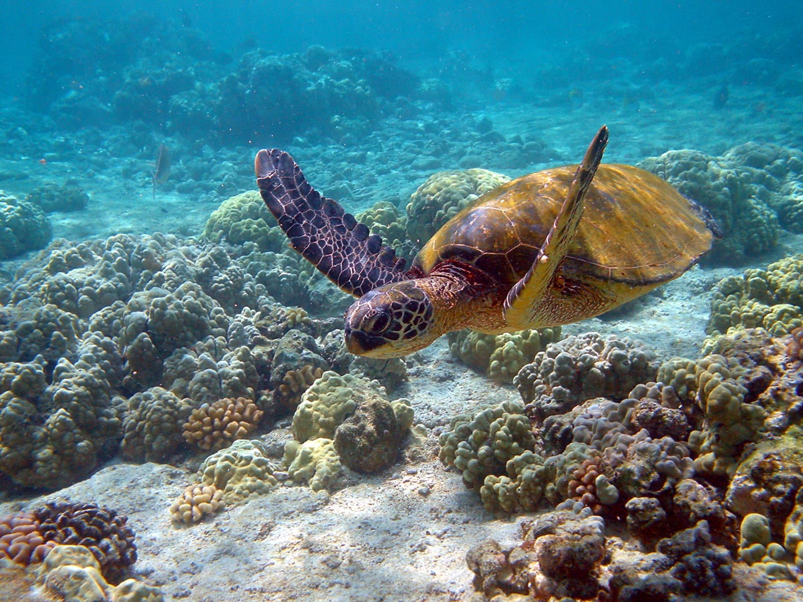 Green sea turtle swimming over a Hawaiian reef