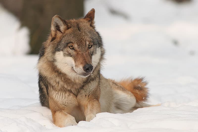 Grey wolf standing in snow