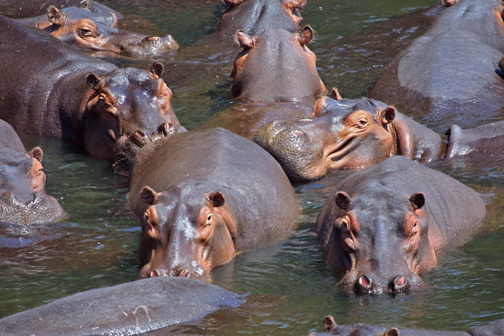 Pod of hippopotamuses in the Luangwa Valley, Zambia
