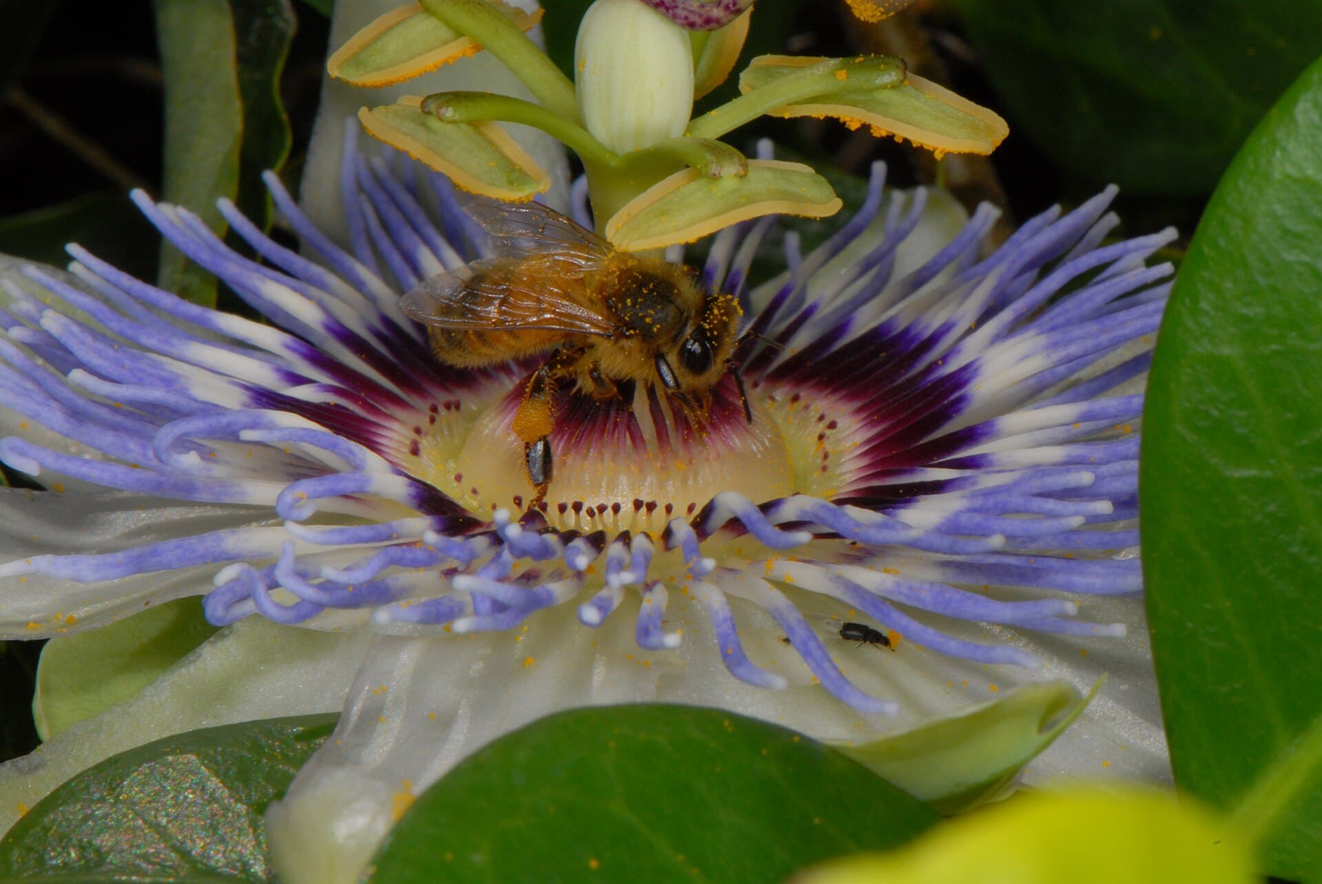 Western honey bee on a flower