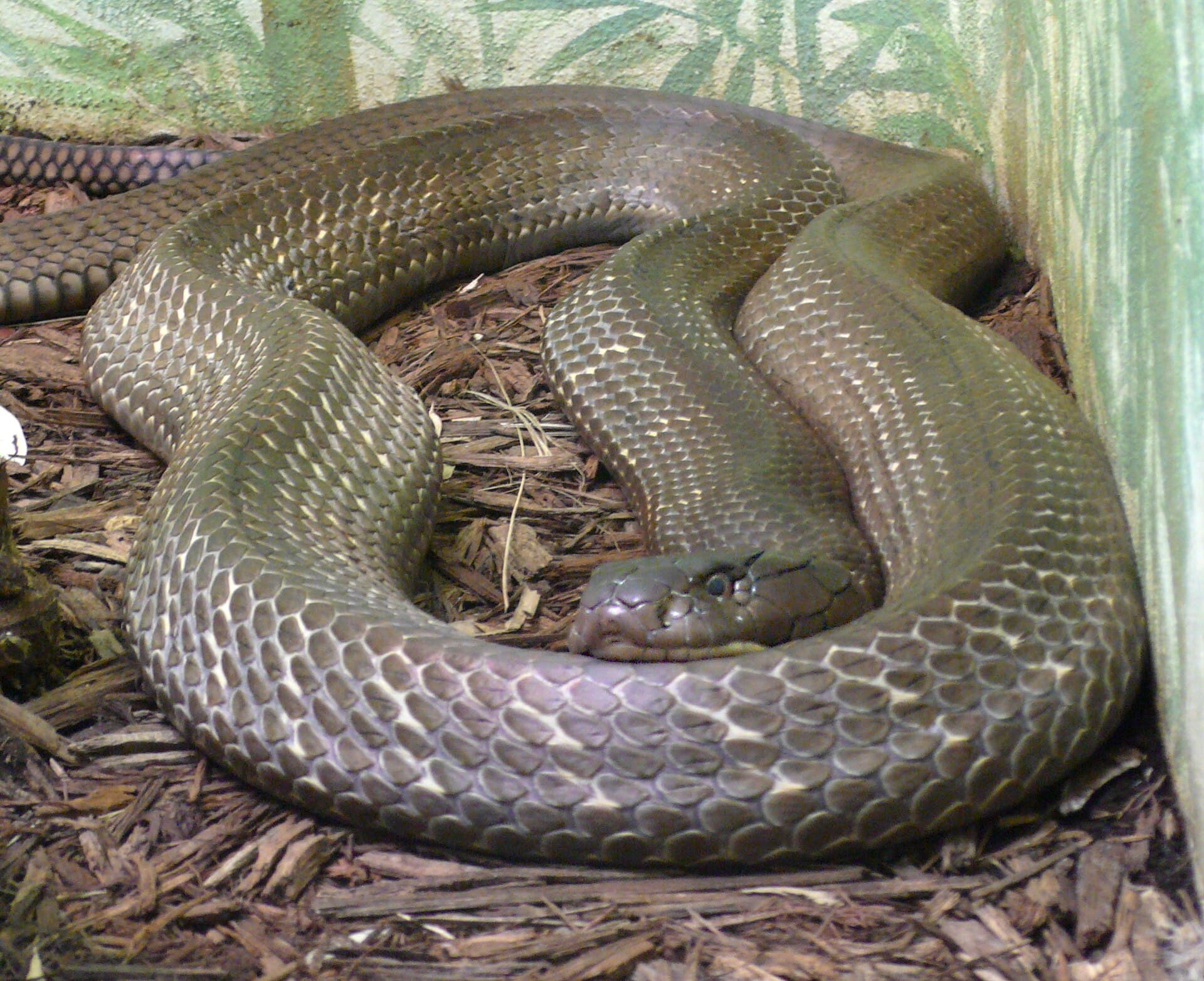 King cobra with hood spread