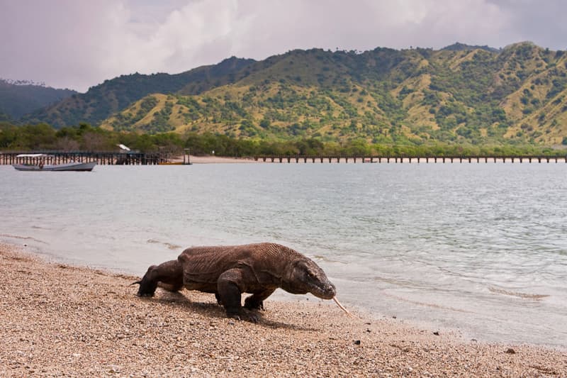 Komodo dragon at Komodo National Park