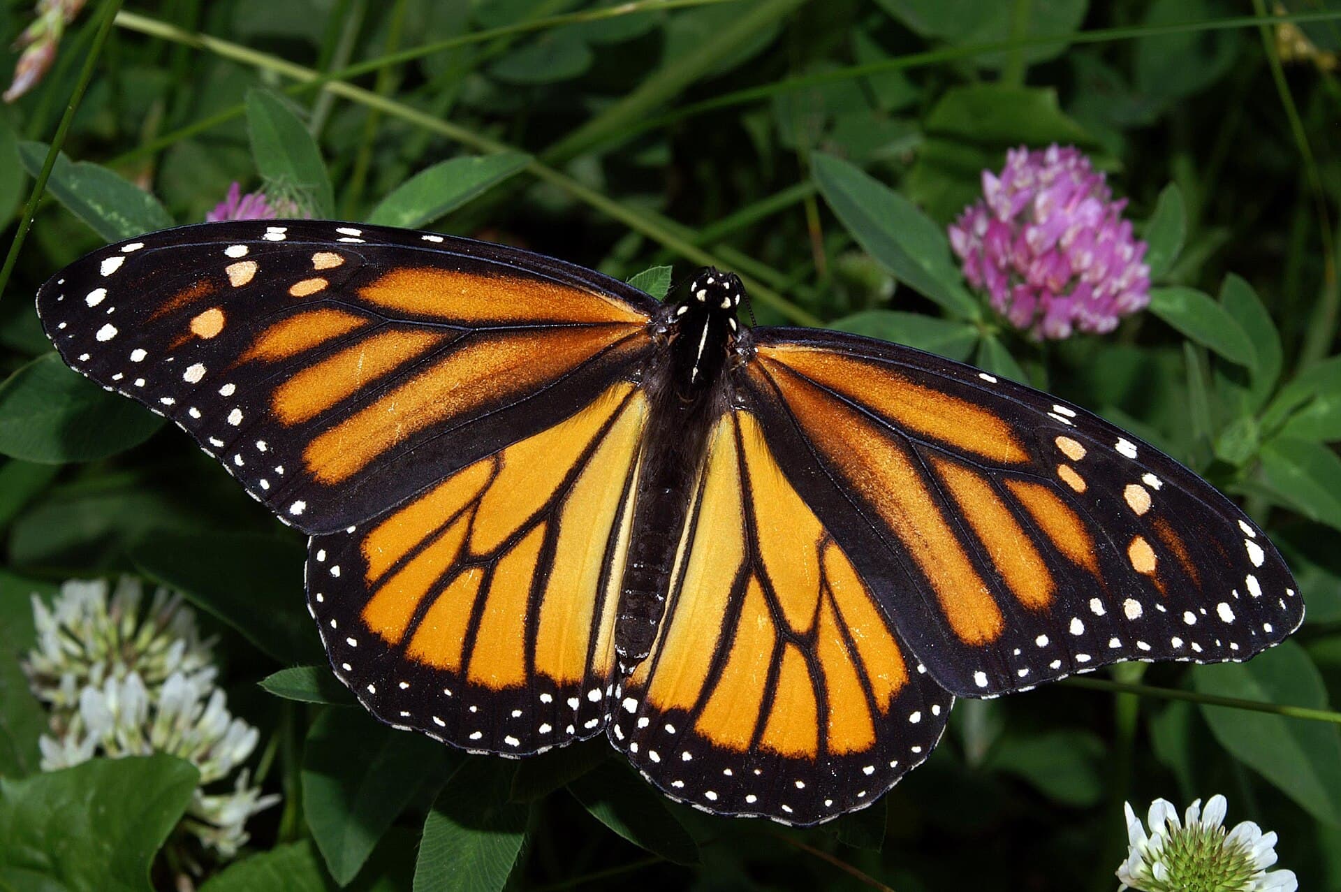 Monarch butterfly on a flower in May