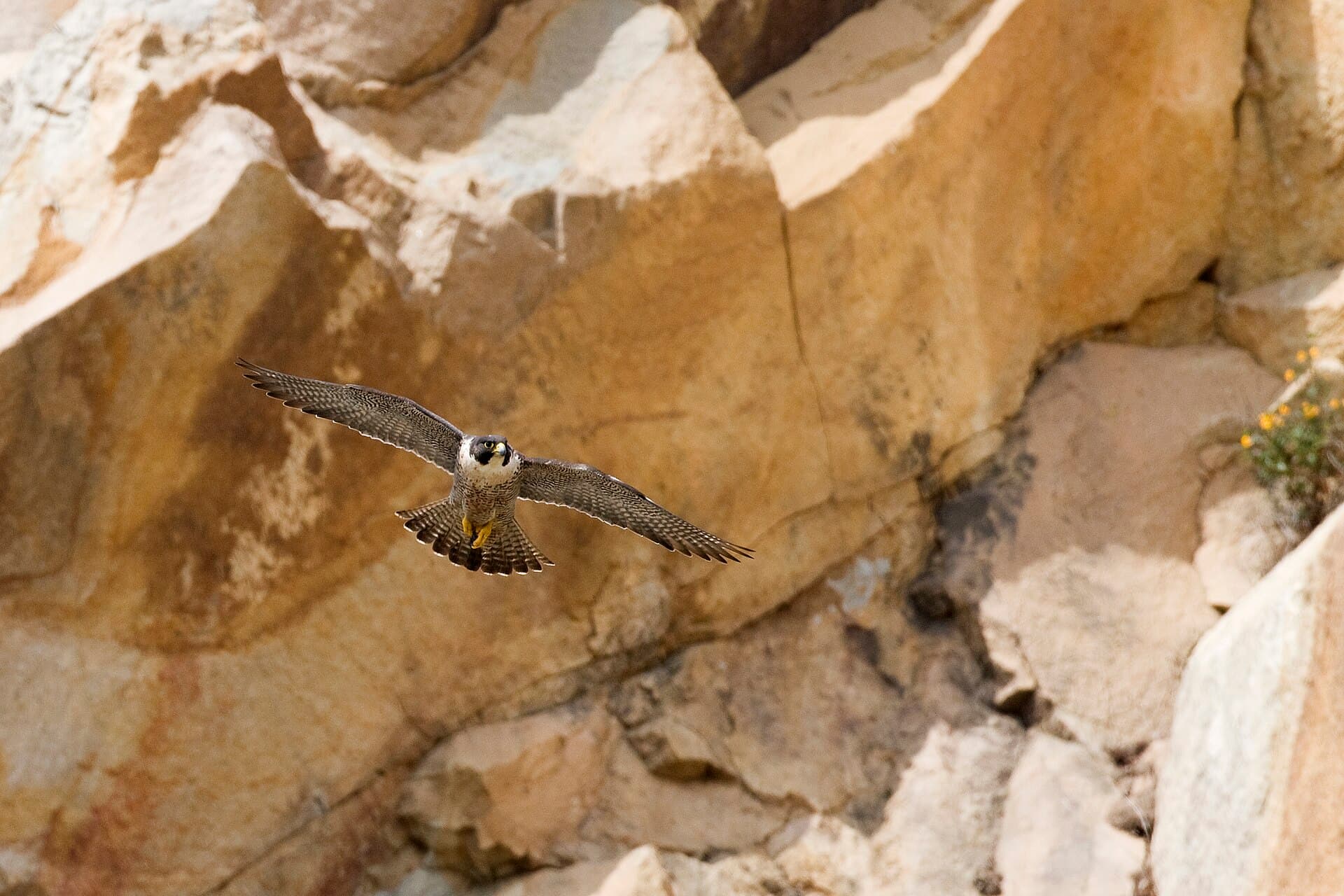 Peregrine falcon in flight