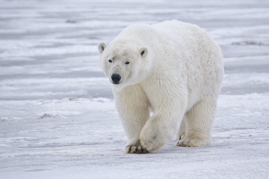 Polar bear walking on snow in Alaska