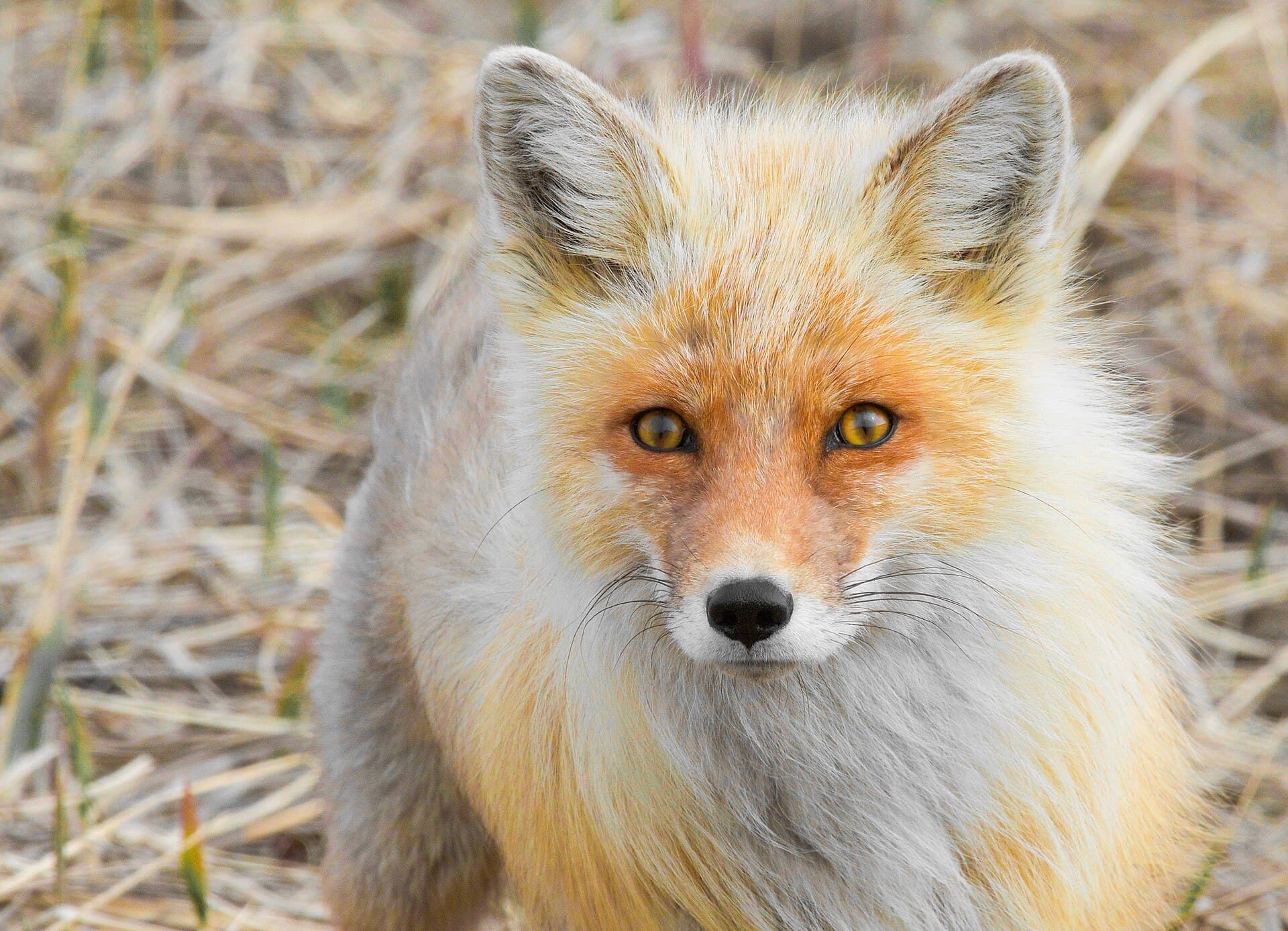 Alaska red fox standing in grass