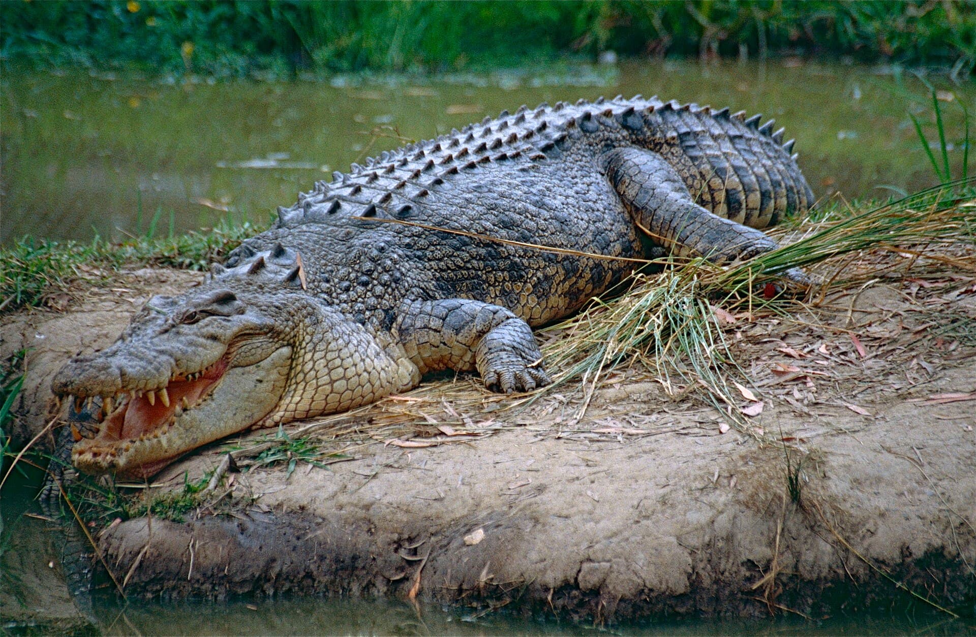 Saltwater crocodile resting on a muddy bank