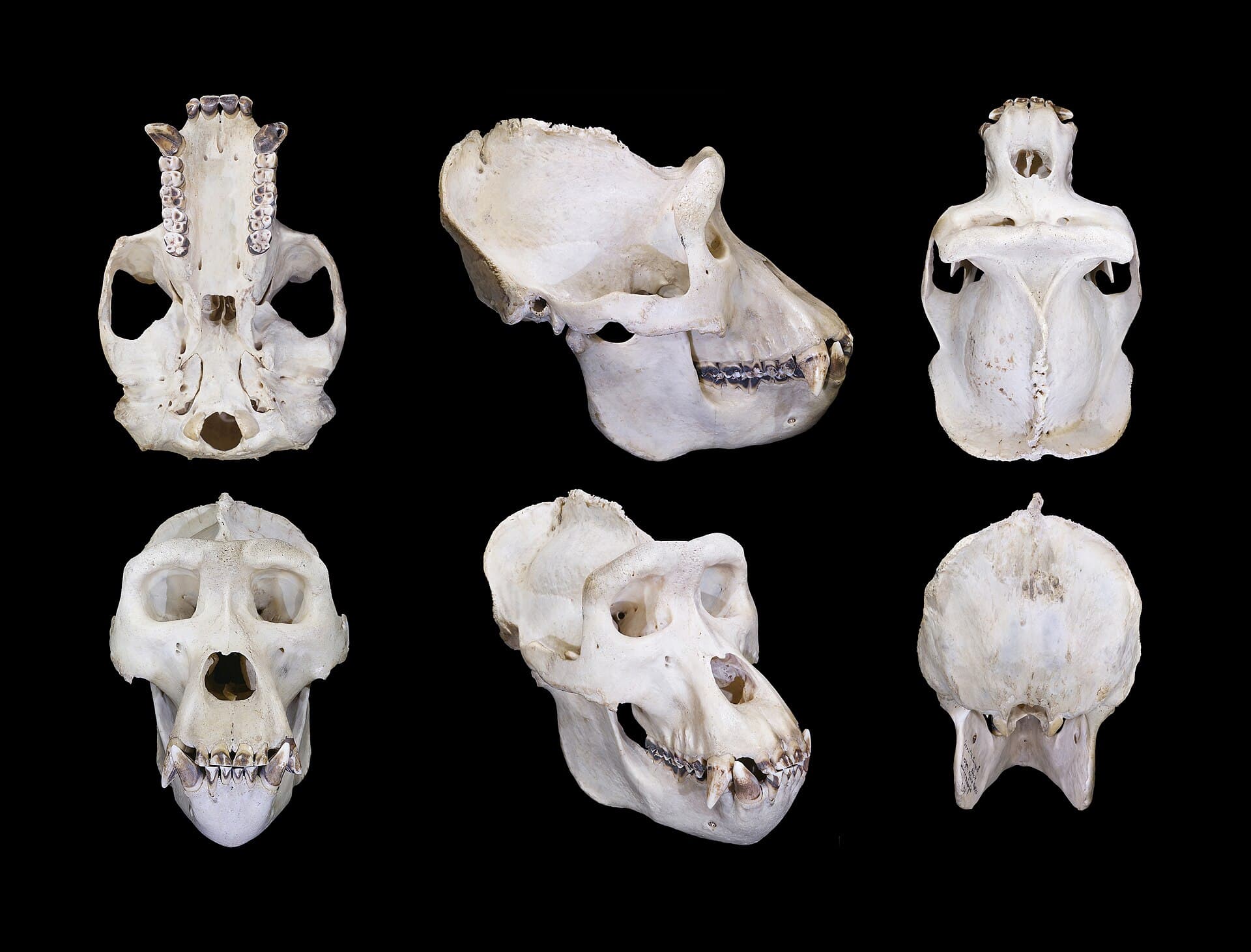 Western gorilla male specimen, multiple views