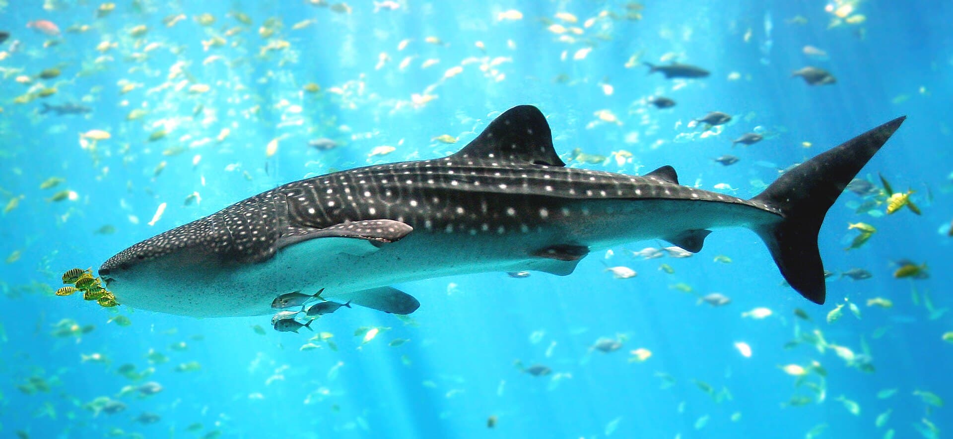 Whale shark swimming in an aquarium exhibit