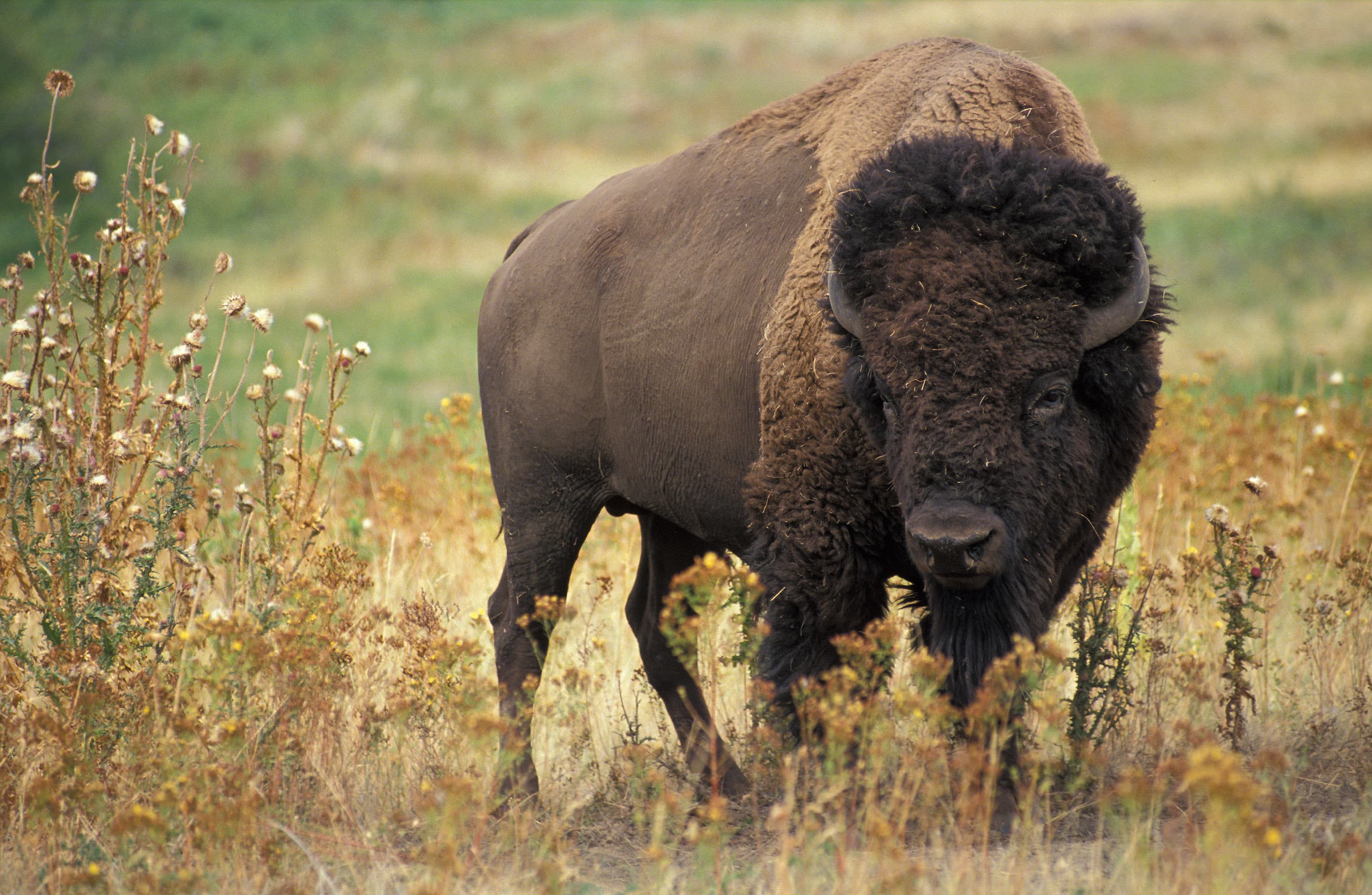 American bison standing in grassland