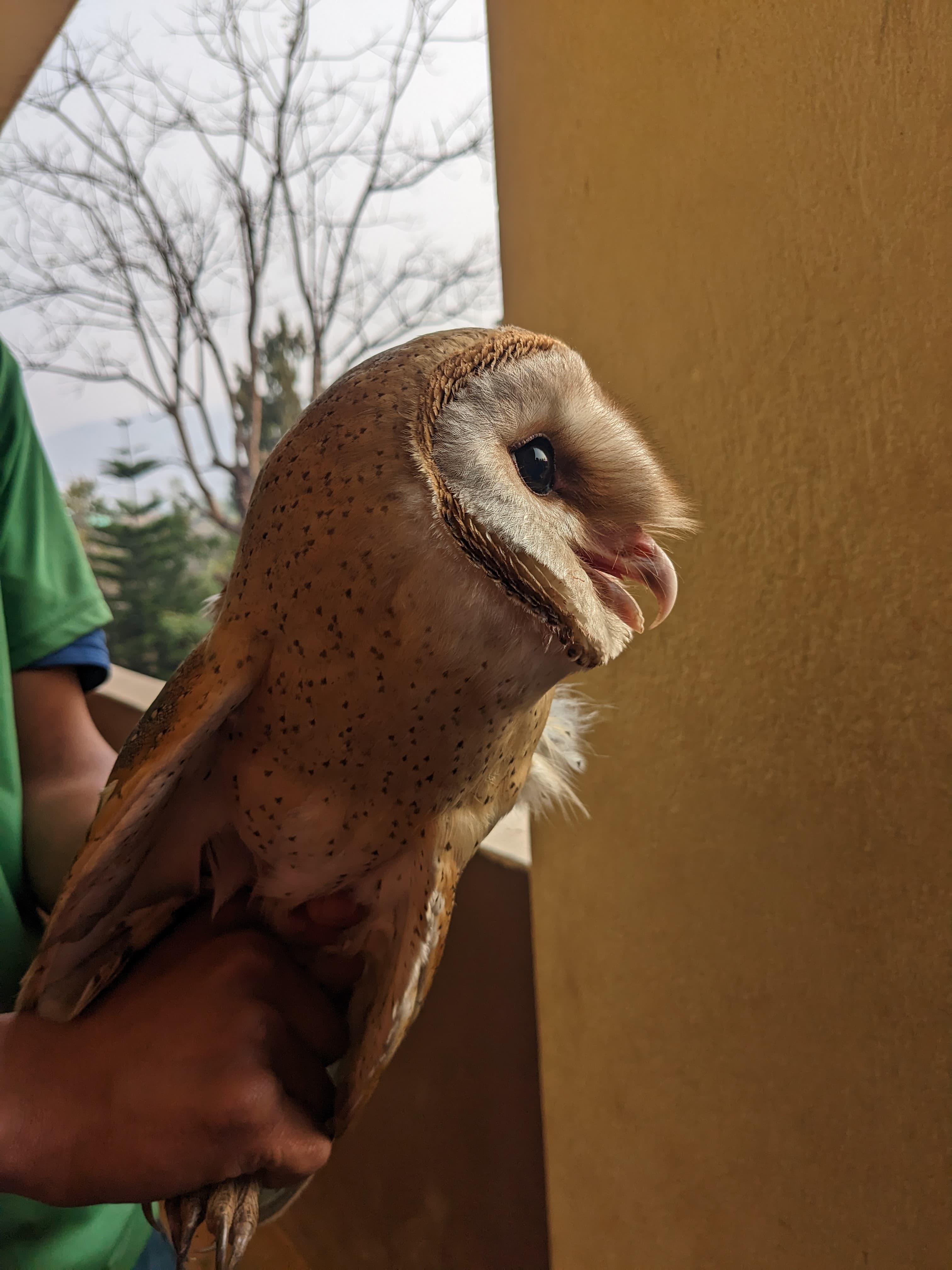 Barn owl perched facing the camera
