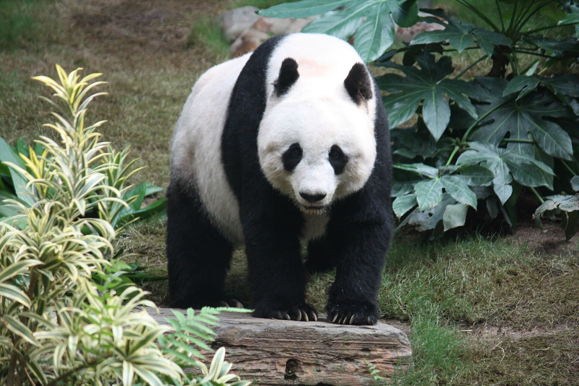 Giant panda at Ocean Park Hong Kong