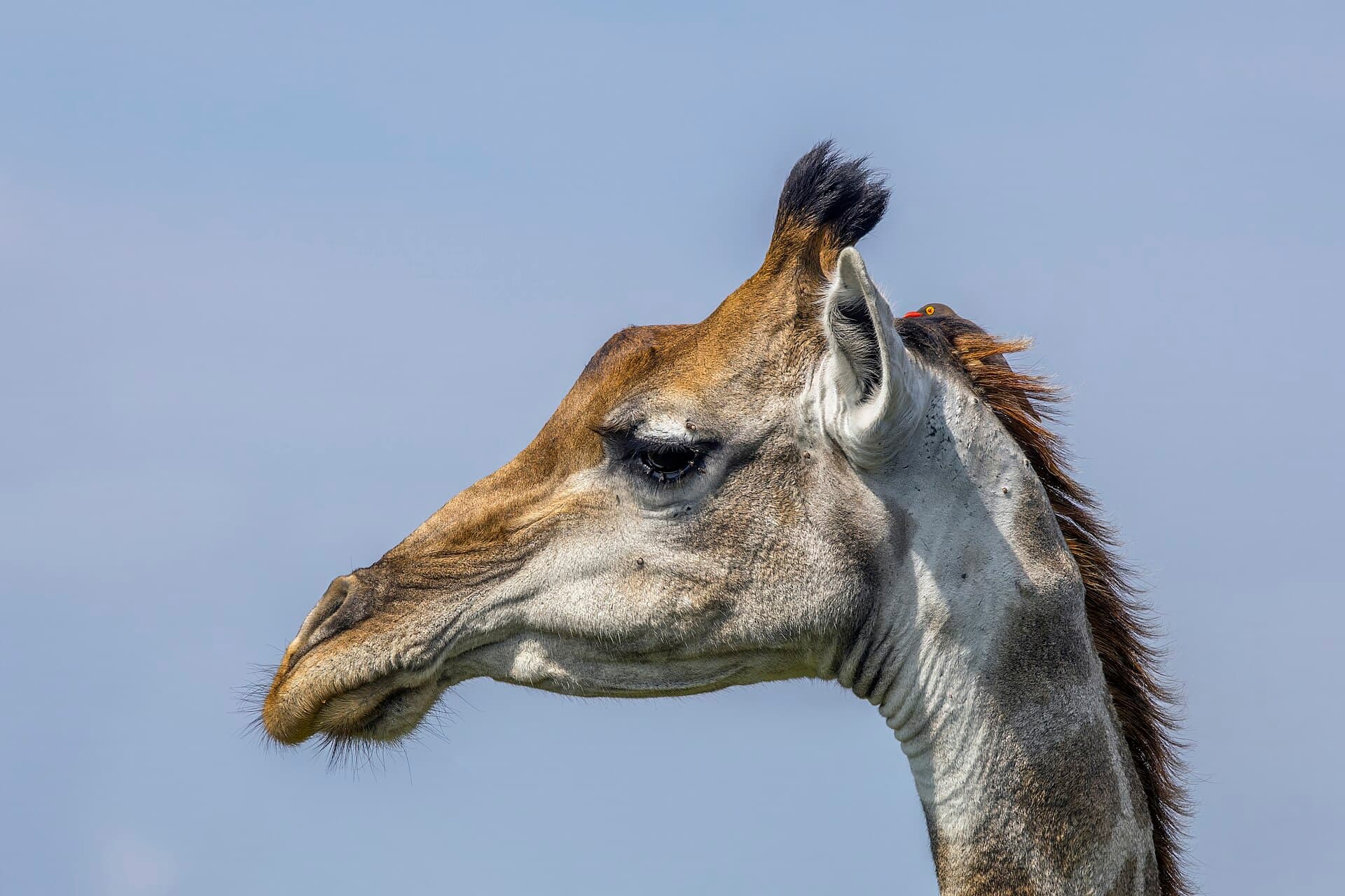 South African giraffe head with oxpecker in Kruger National Park