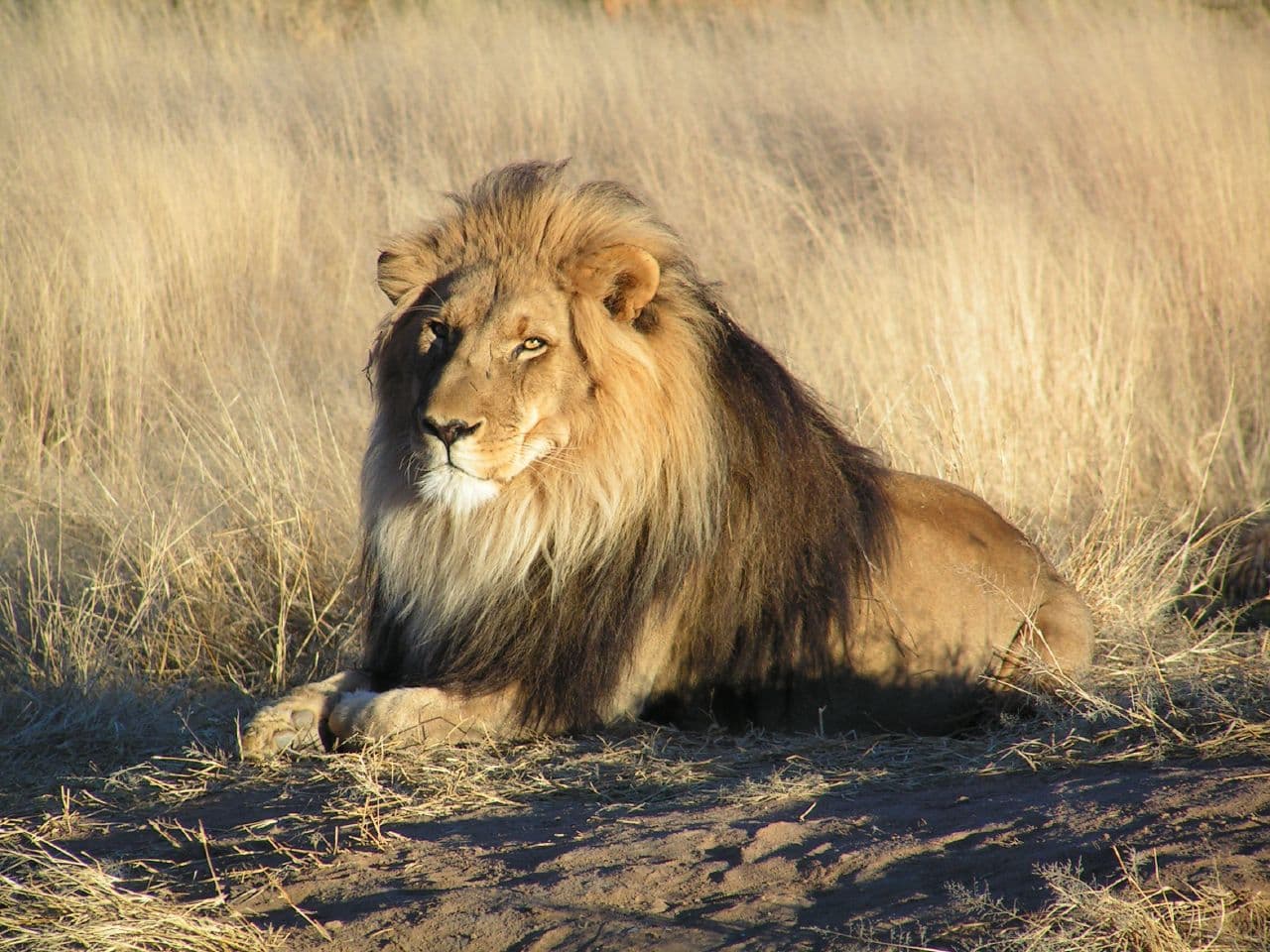 Lion lying in dry grass in Namibia