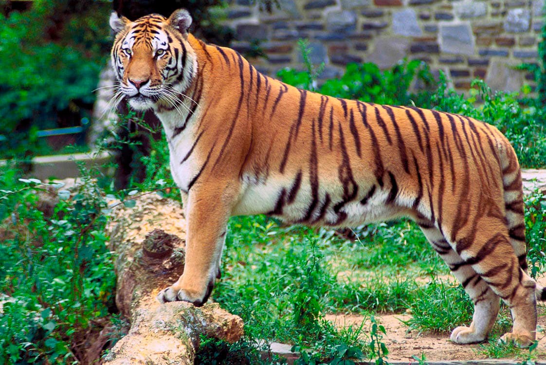 Bengal tiger in profile